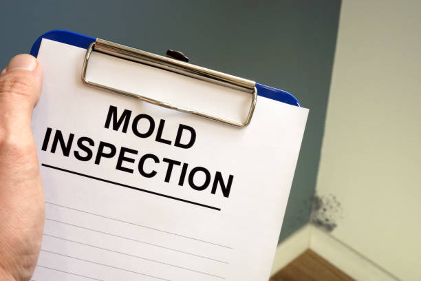 Mold Odor Removal Services